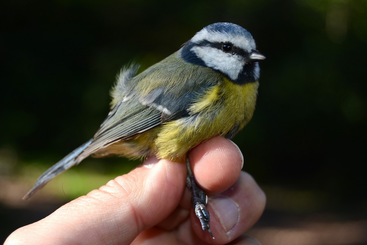 Eurasian Blue Tit - ML645546925