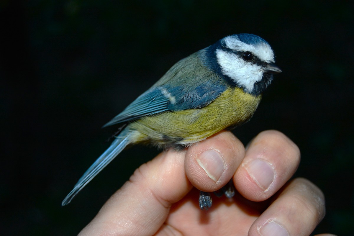Eurasian Blue Tit - ML645546926