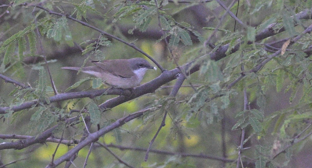 Lesser Whitethroat - ML645546955