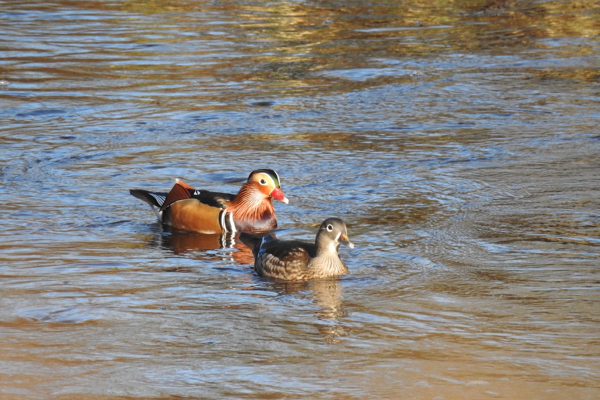Mandarin Duck - ML645546962