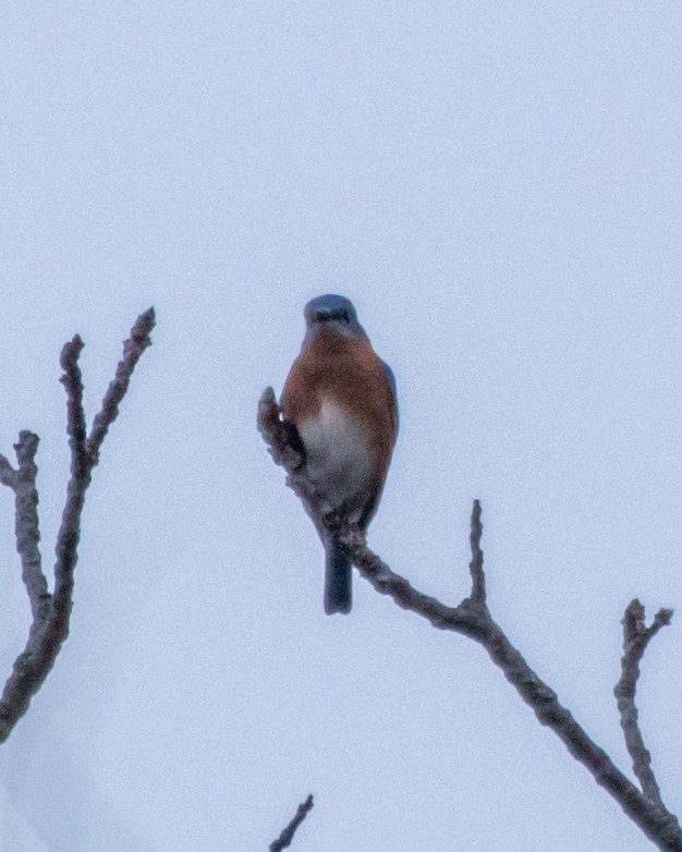 Eastern Bluebird - ML645546971