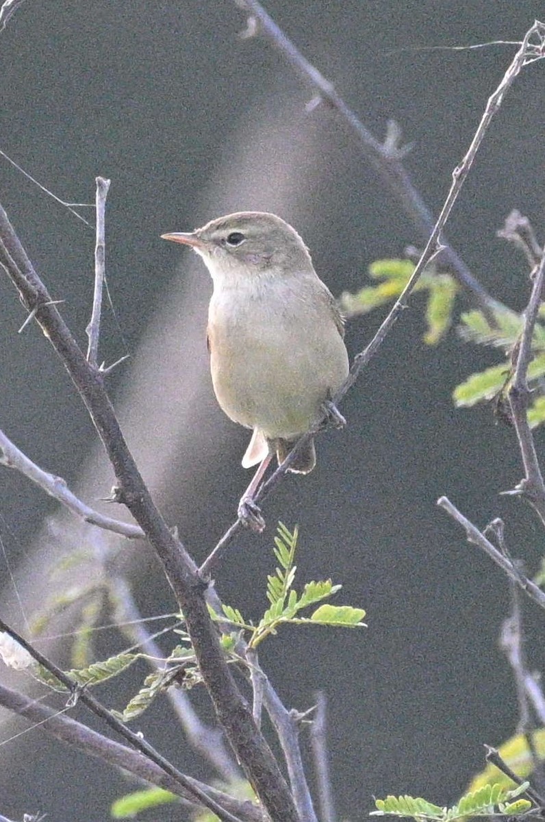 Booted Warbler - ML645546986