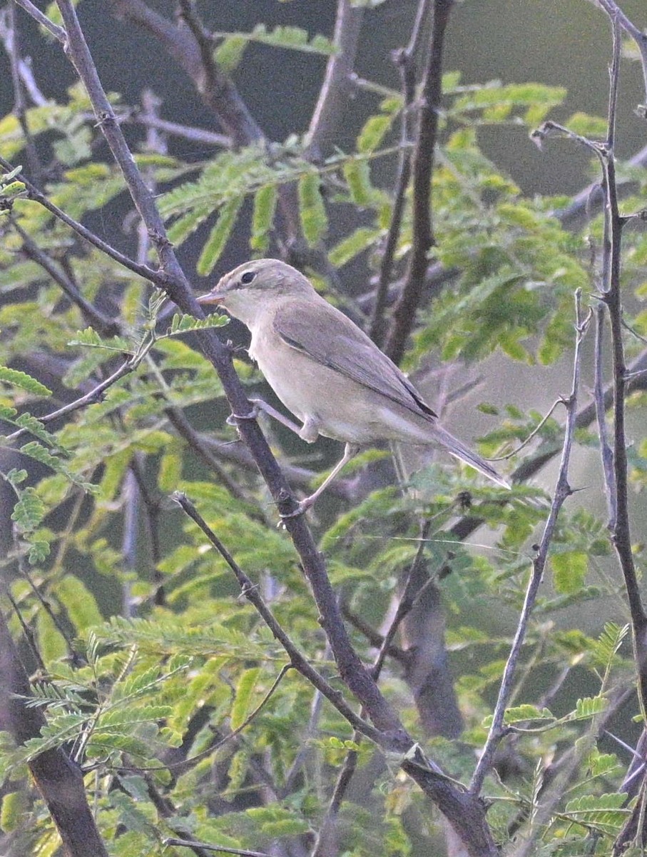 Booted Warbler - ML645546987