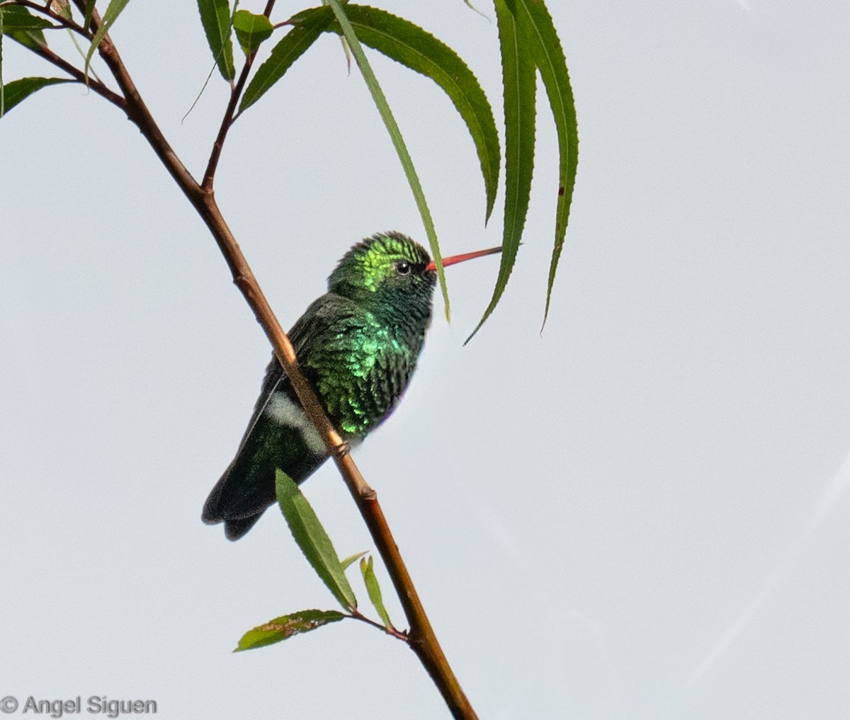 kolibřík lesklobřichý - ML645546995