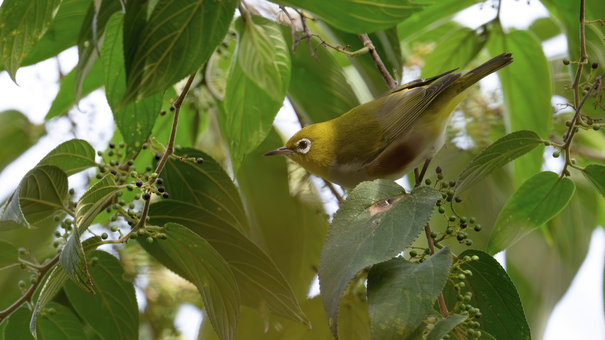 Chestnut-flanked White-eye - ML645546996