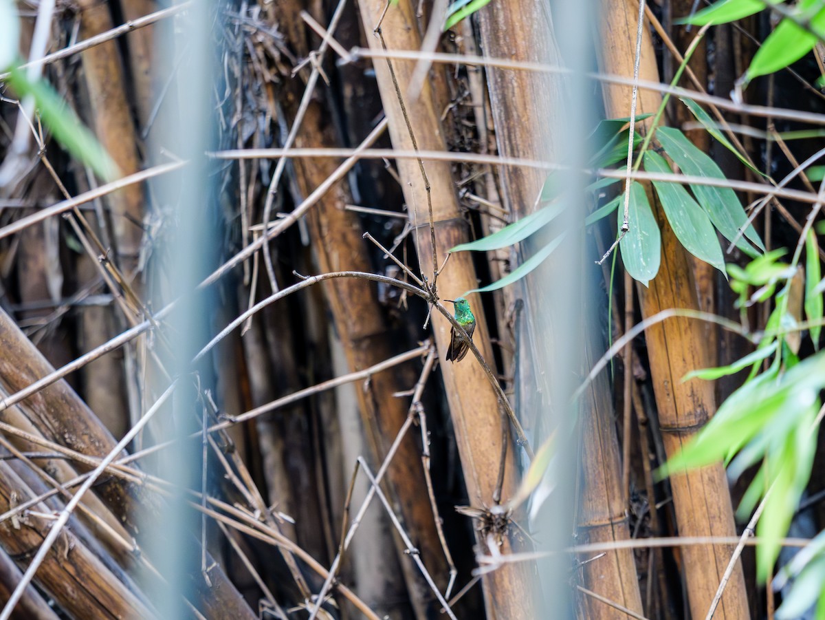 Berylline Hummingbird - ML645547001