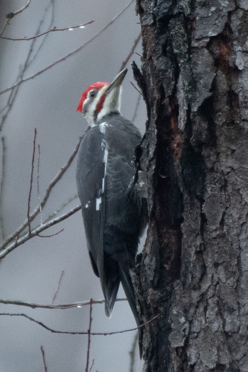 datel chocholatý - ML645547004