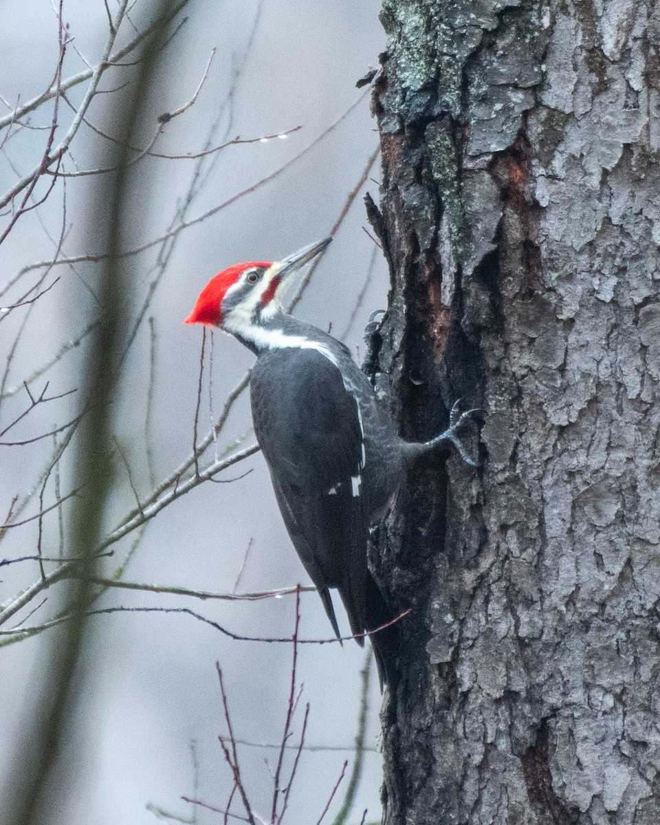 datel chocholatý - ML645547005