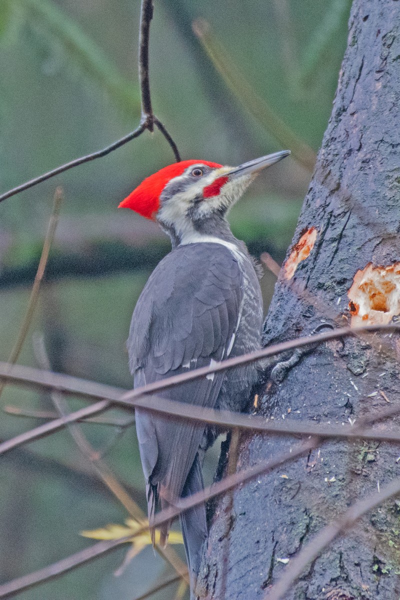 datel chocholatý - ML645547007