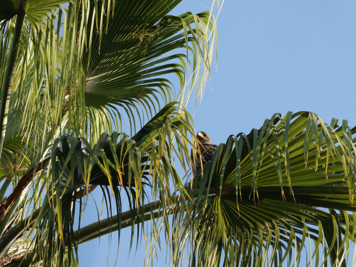 Harris's Hawk - ML645547015