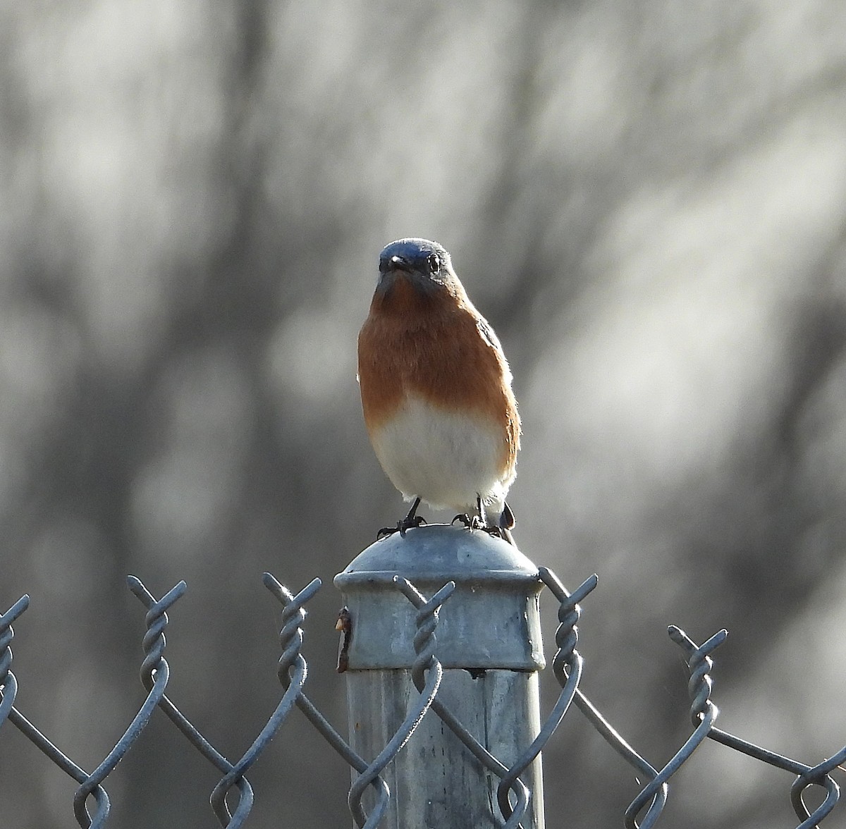 Eastern Bluebird - ML645547016