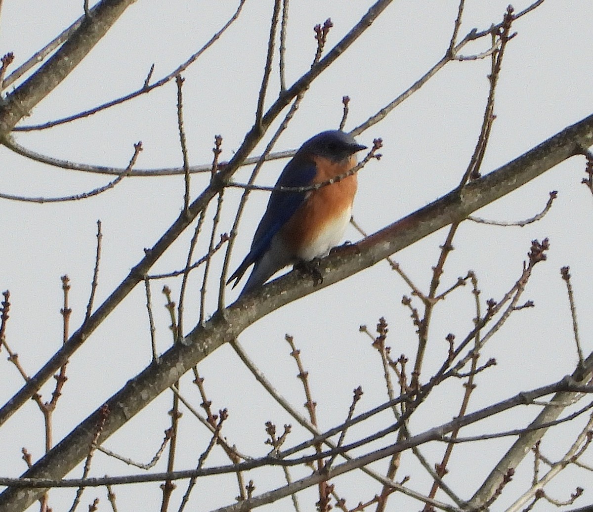 Eastern Bluebird - ML645547017