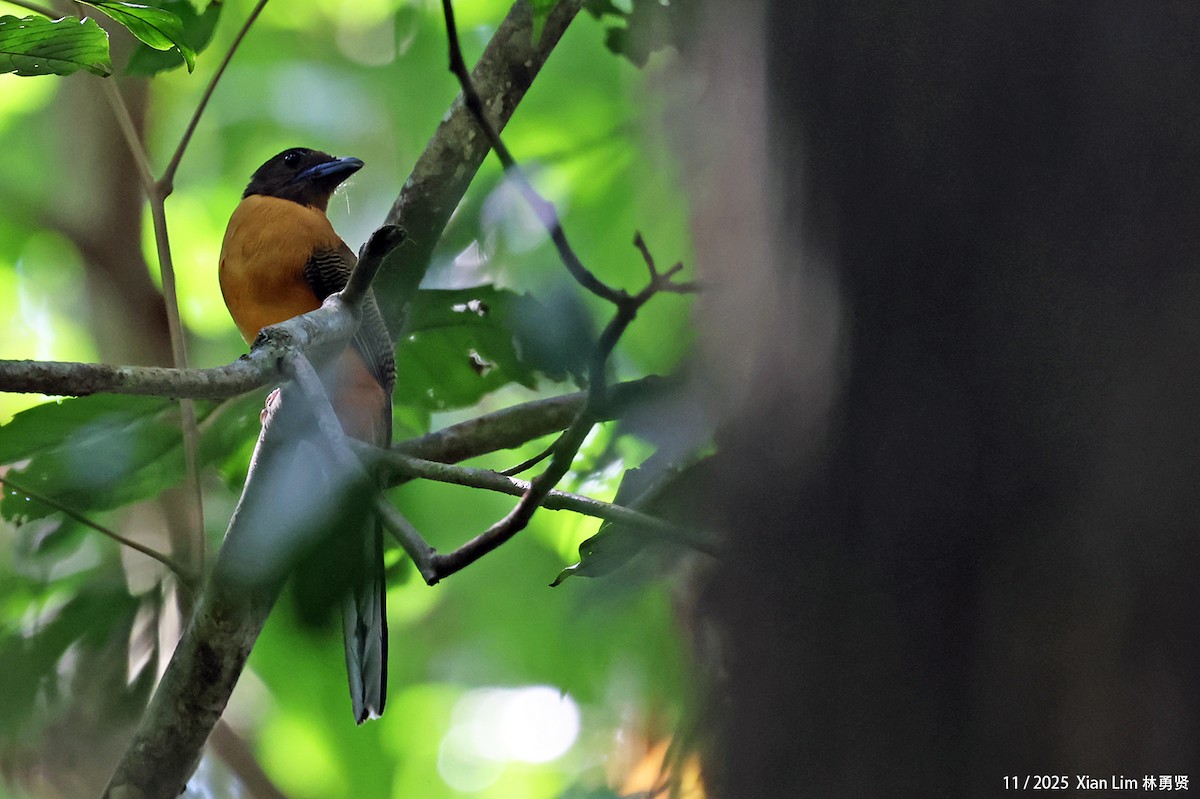 Scarlet-rumped Trogon - ML645547021
