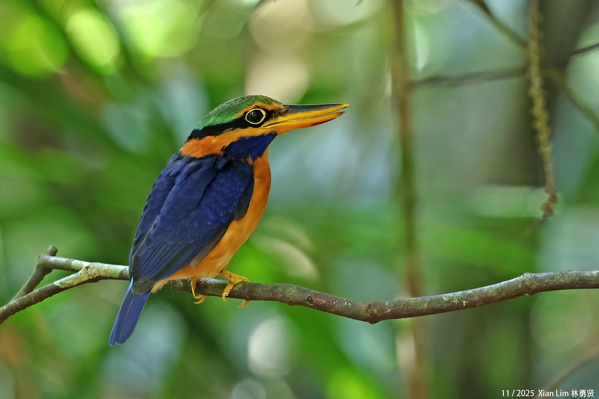 Rufous-collared Kingfisher - ML645547024