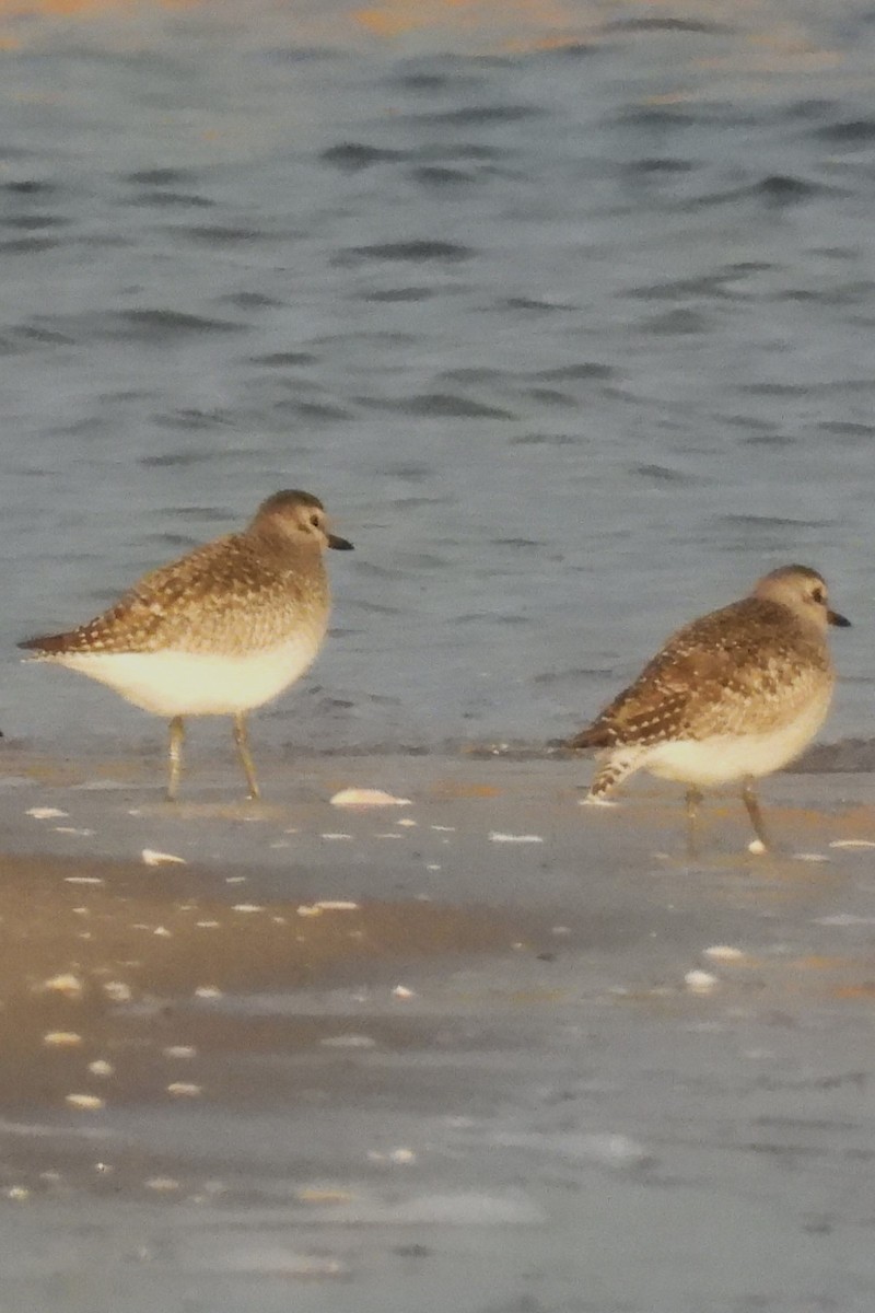 Chorlito Gris - ML645547025