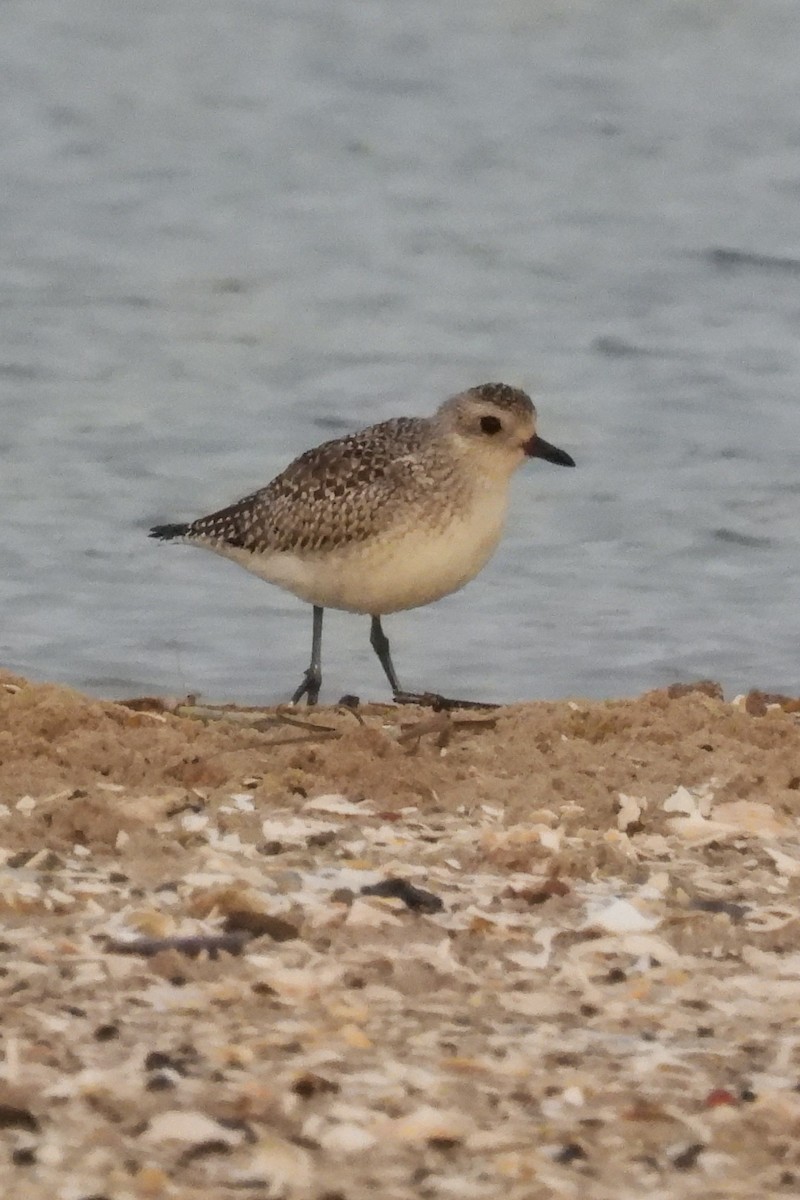 Chorlito Gris - ML645547026