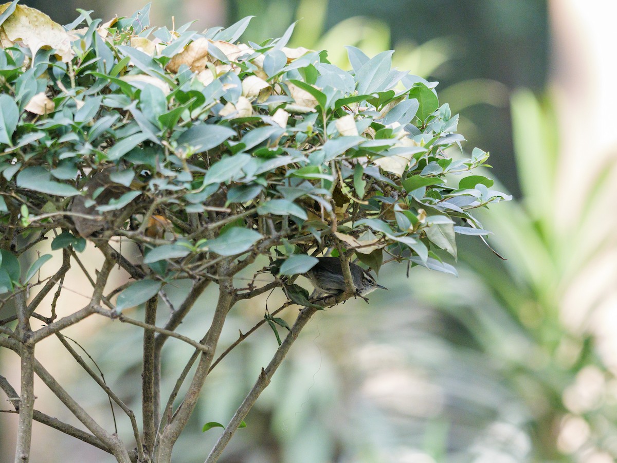 Bewick's Wren - ML645547056