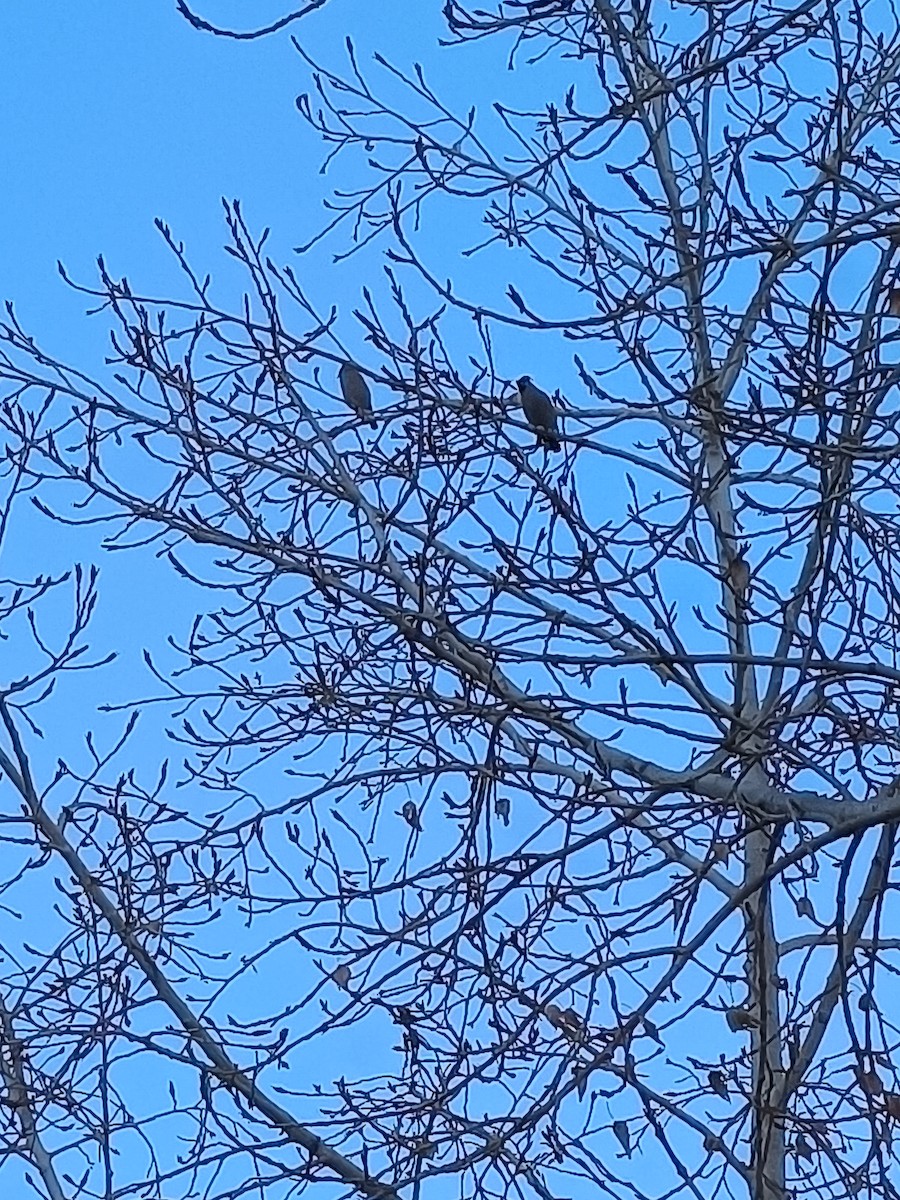 Ampelis Europeo - ML645547058