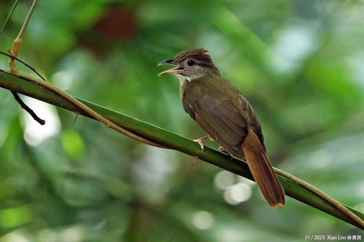 Grauwangenbülbül - ML645547063