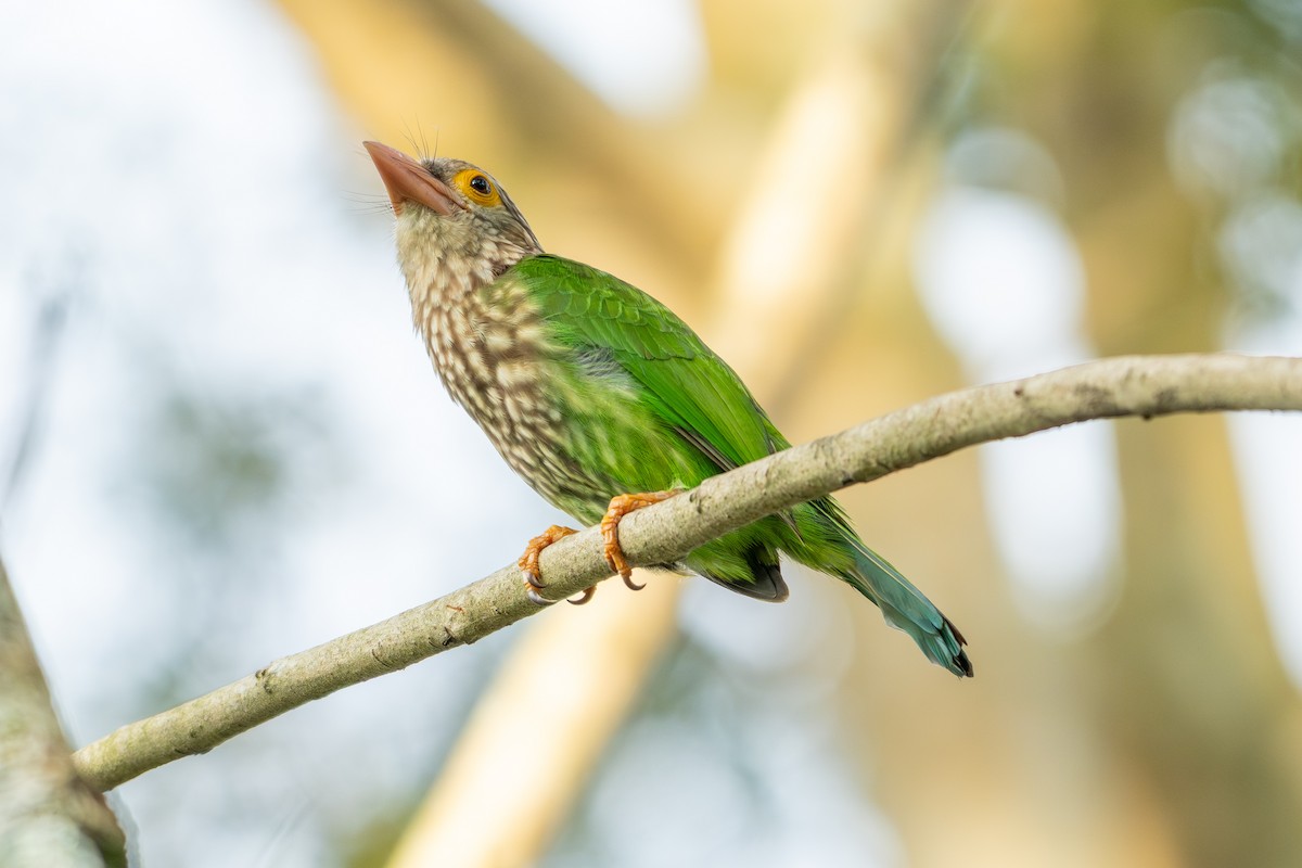 シロボシオオゴシキドリ - ML645547073