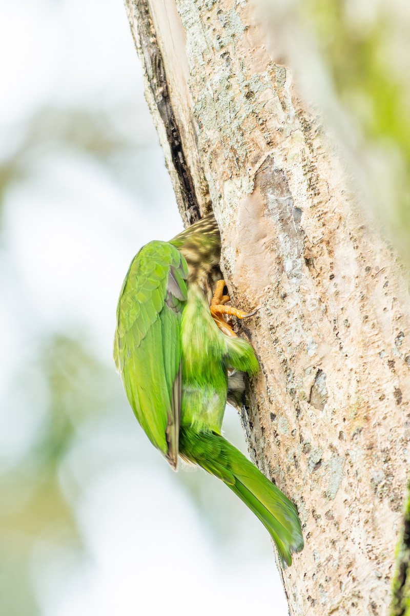 シロボシオオゴシキドリ - ML645547074