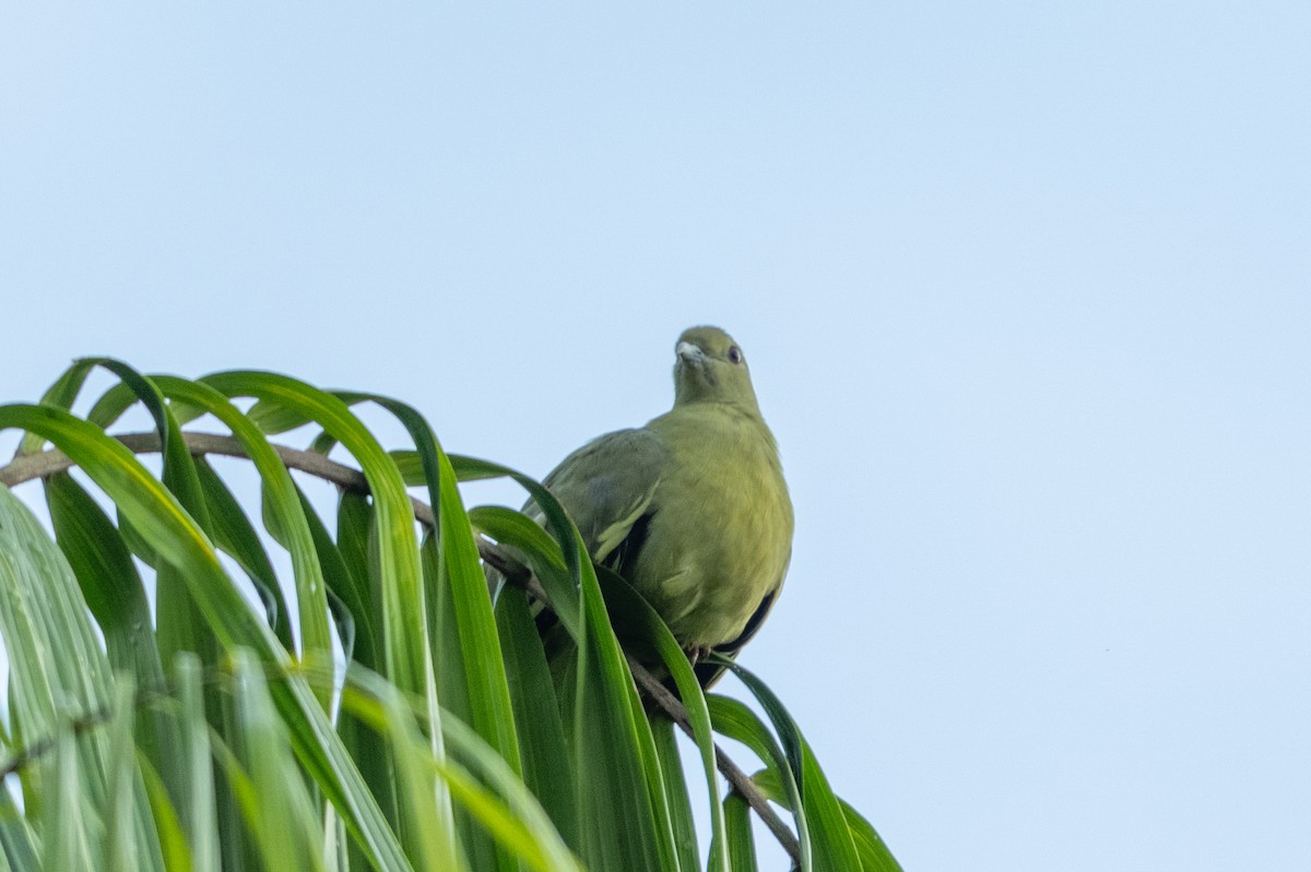 Розовошейный зелёный голубь - ML645547084