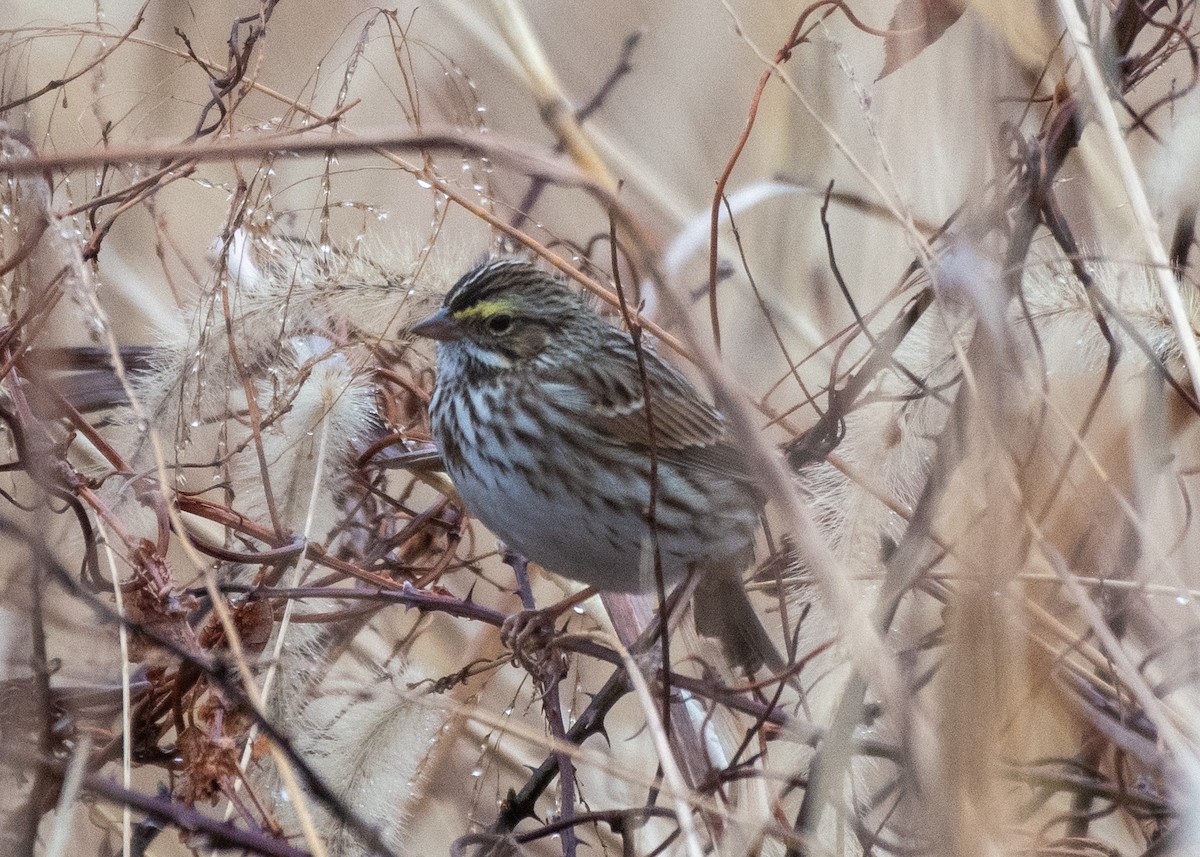 Саванная овсянка - ML645547085