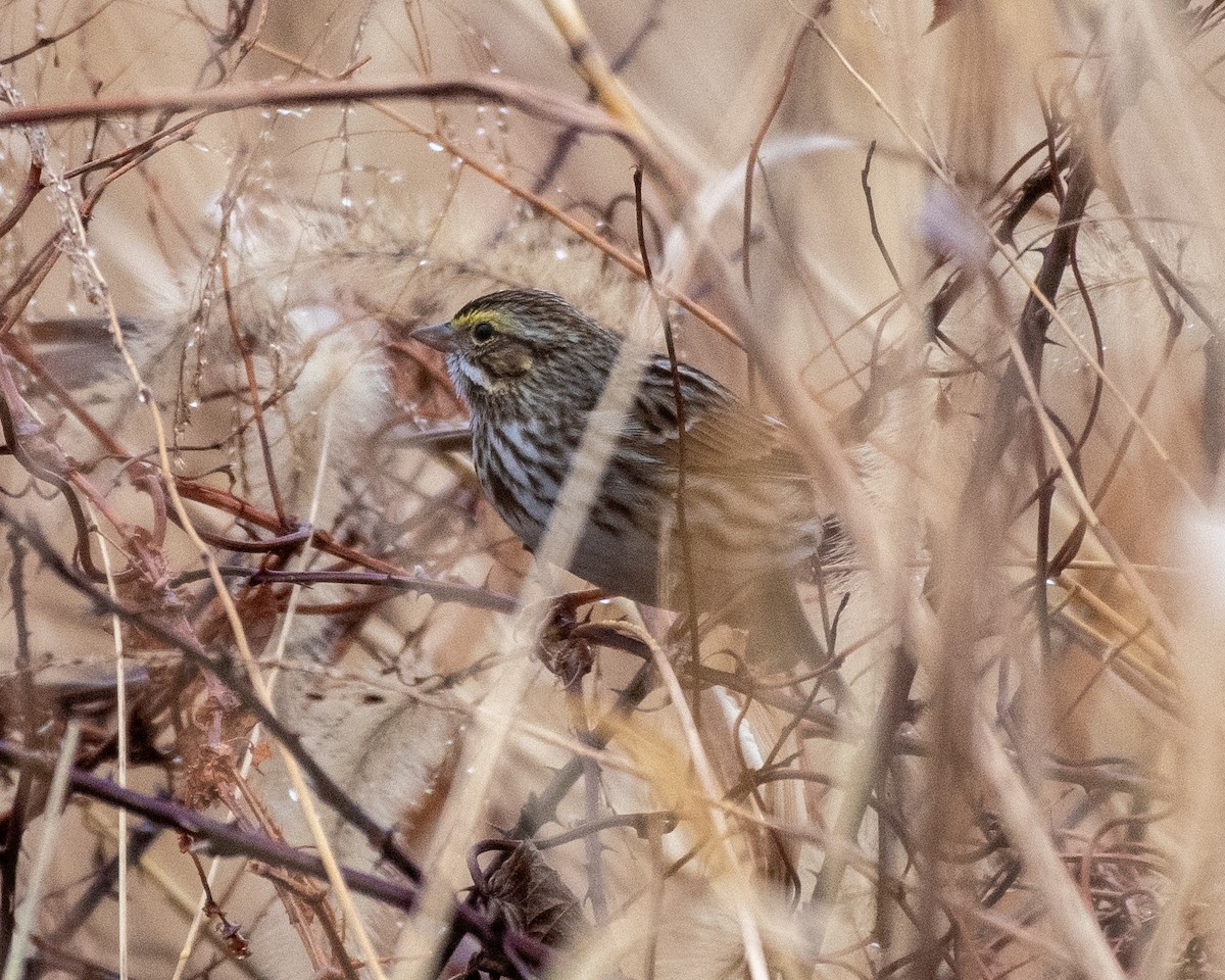 Саванная овсянка - ML645547086