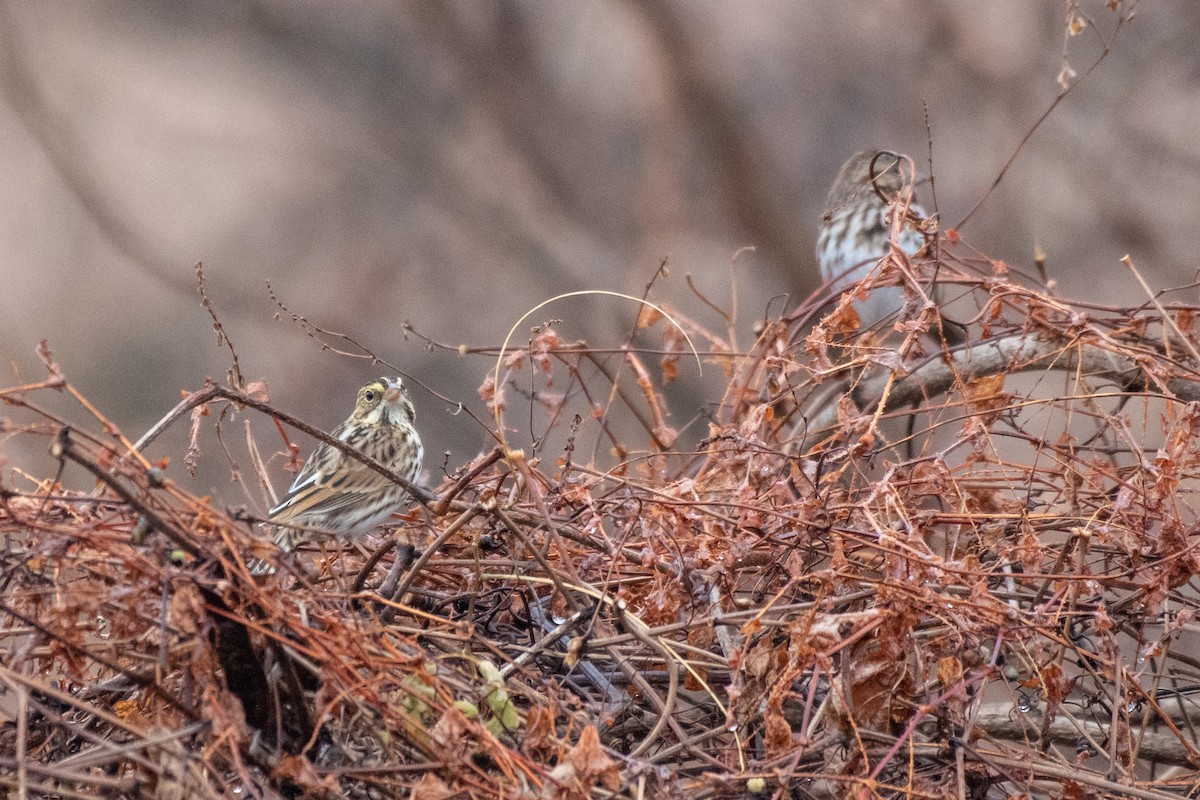 Саванная овсянка - ML645547087