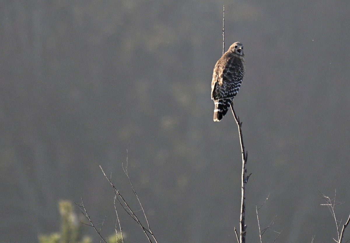 Красноплечий канюк - ML645547088