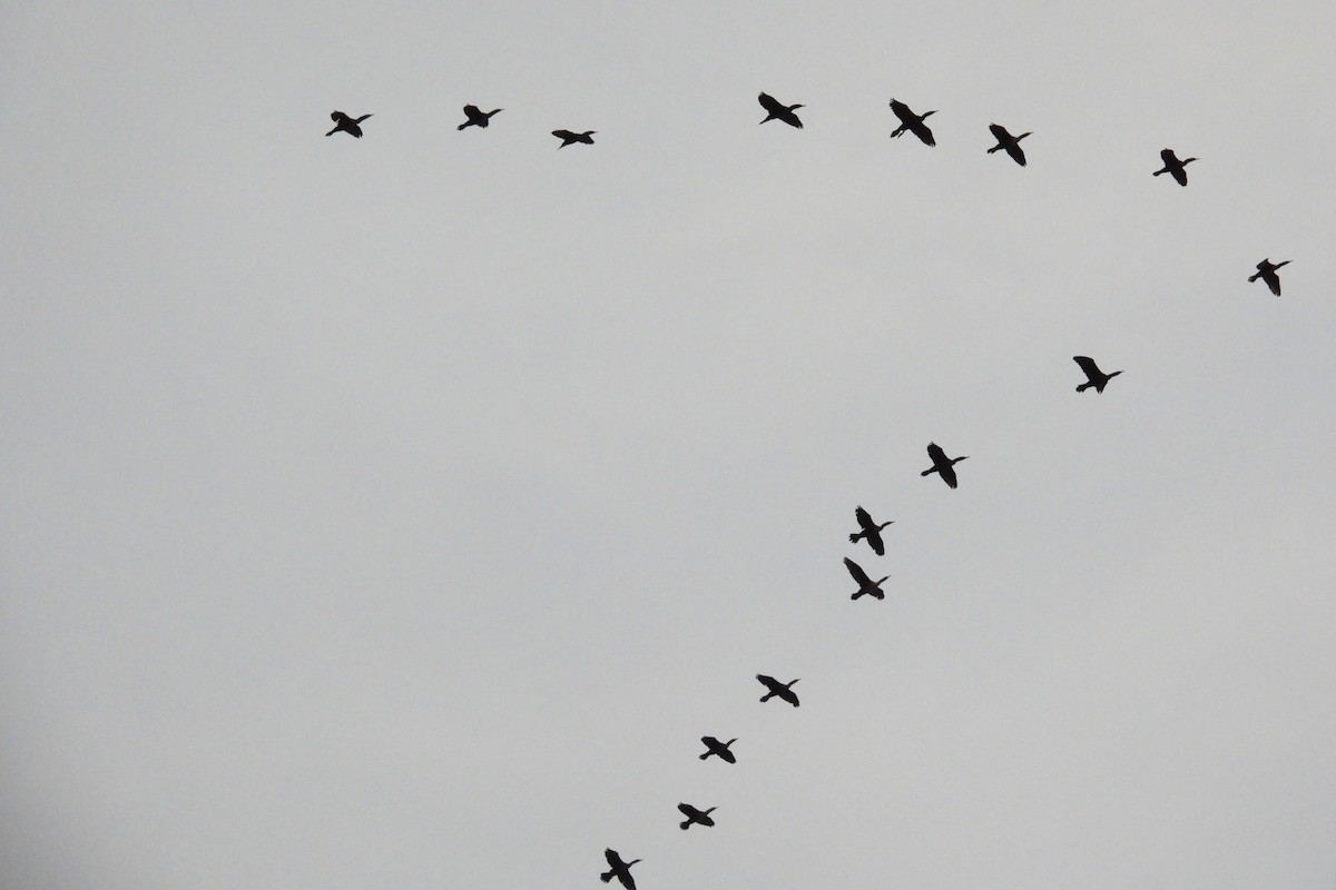 Ушастый баклан - ML645547090