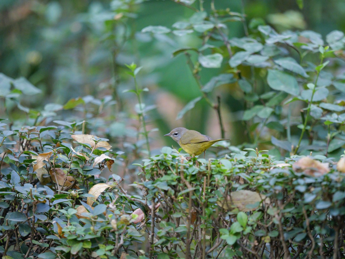 Приречная хвойница - ML645547091