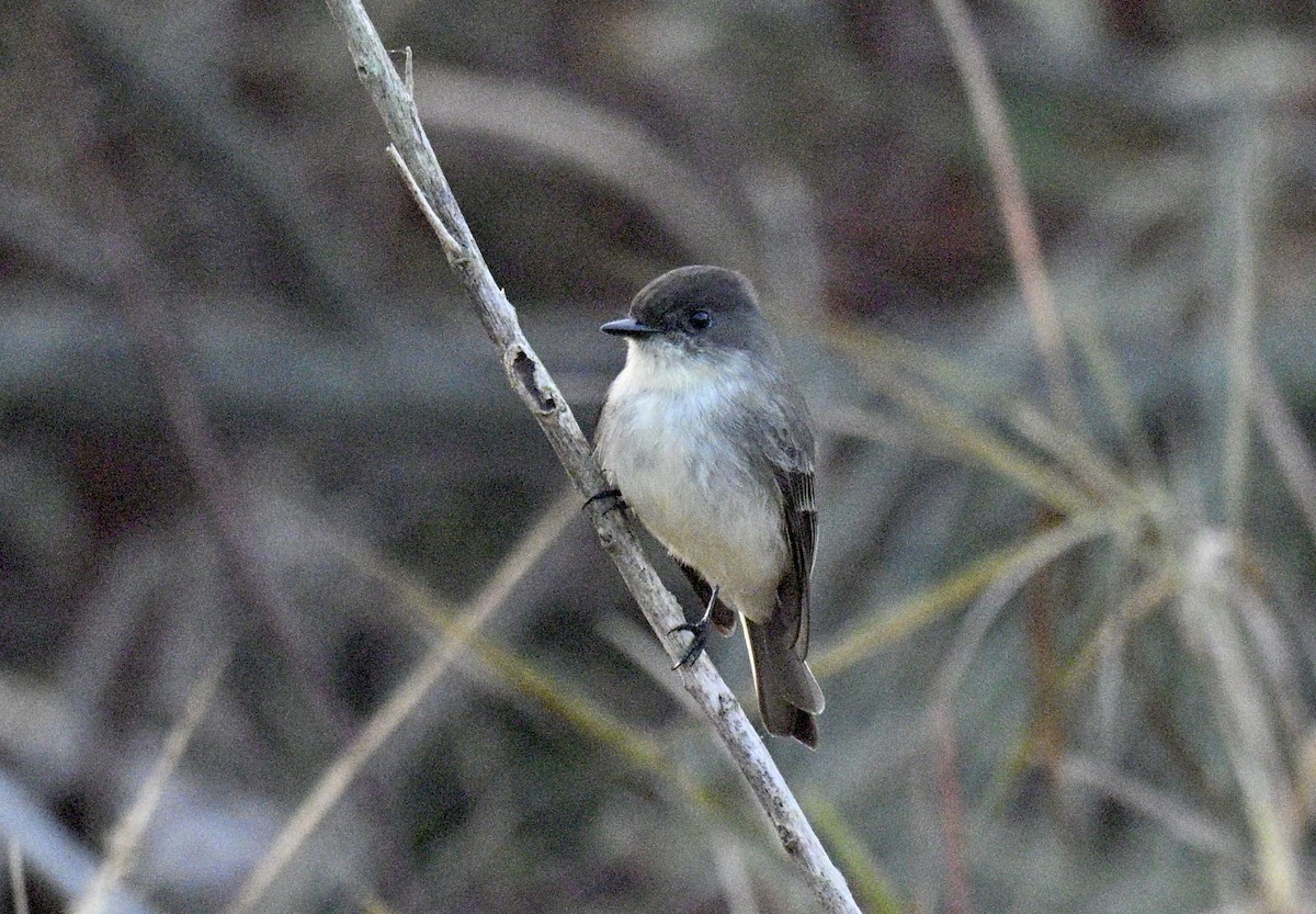 Светлобрюхий фиби - ML645547092