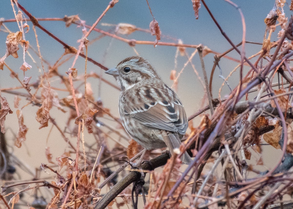 Певчая овсянка - ML645547093