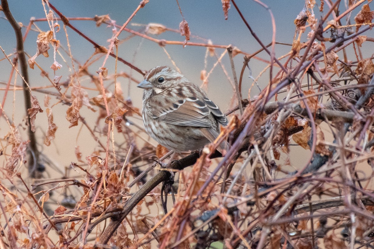 Певчая овсянка - ML645547094