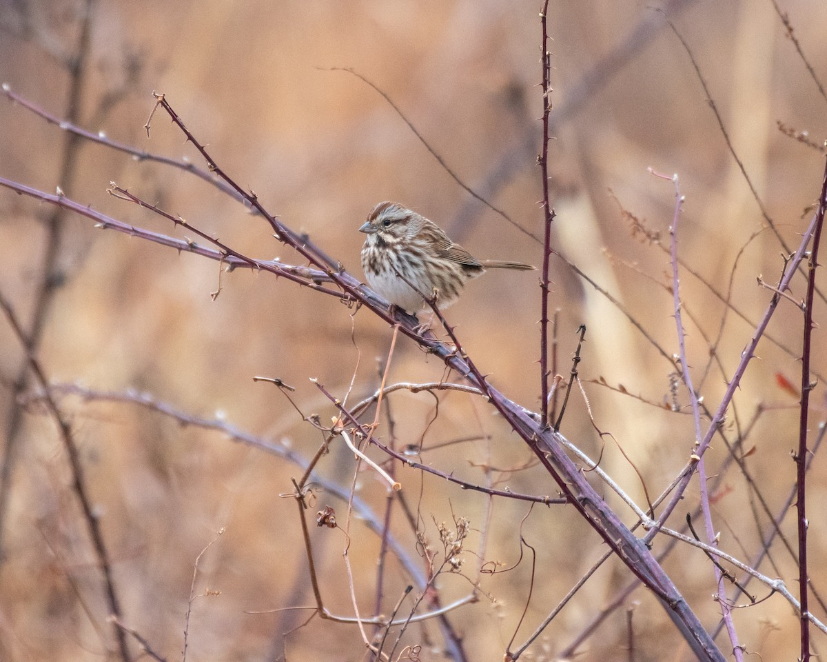 Певчая овсянка - ML645547095