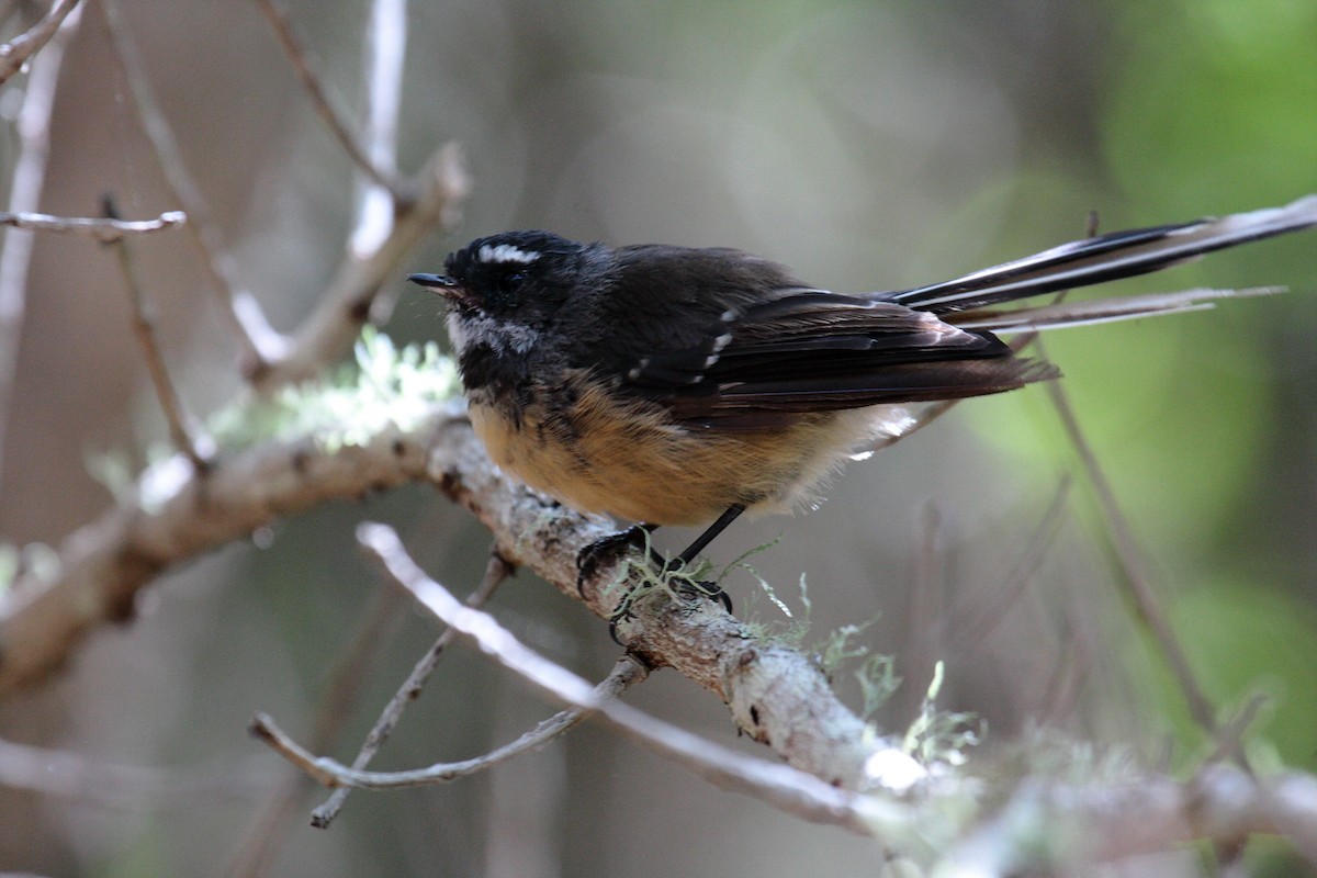 Новозеландская веерохвостка - ML645547096