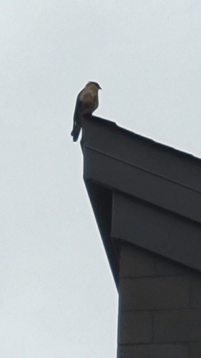 Химахима - ML645547098