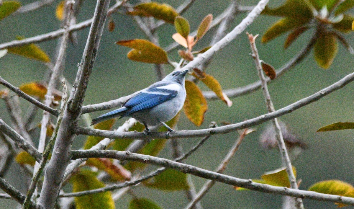 Сине-серая танагра - ML645547099