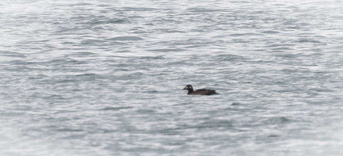 Белокрылый турпан - ML645547100