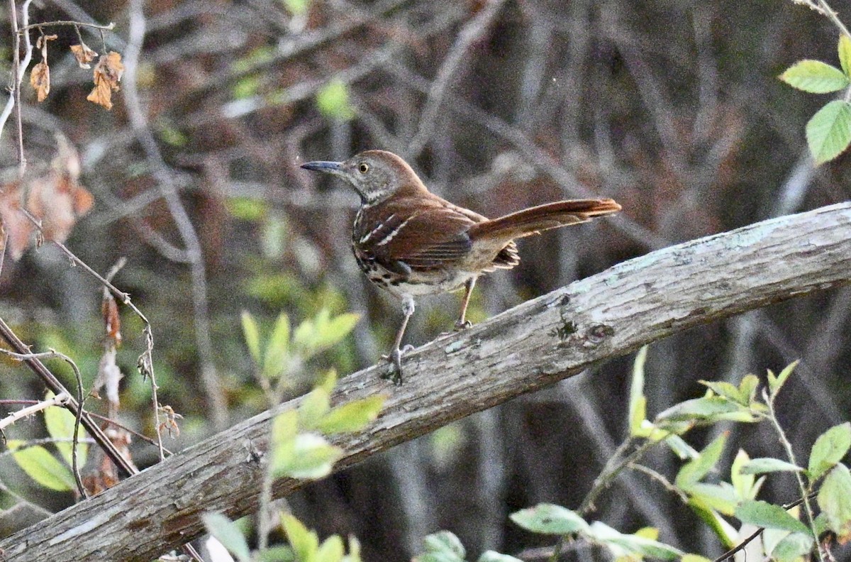 Рыжий пересмешник - ML645547101