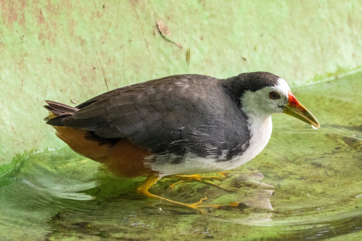 Белогрудый погоныш - ML645547102