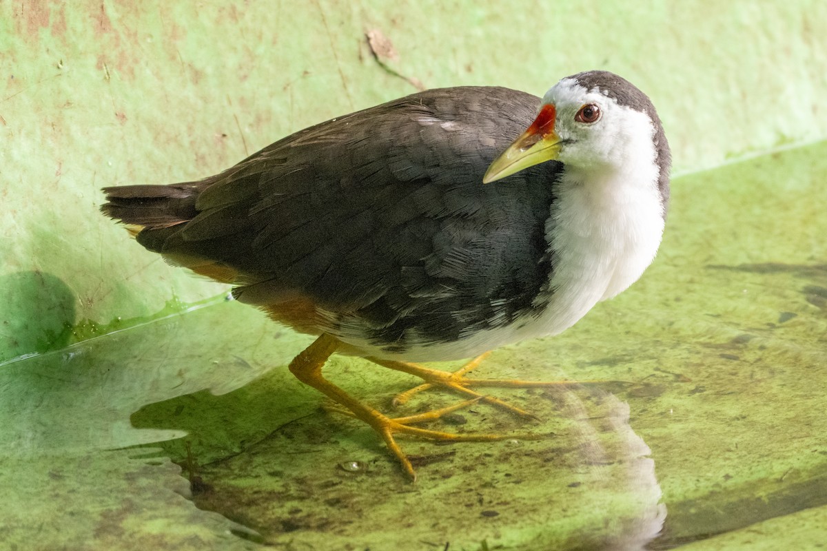 Белогрудый погоныш - ML645547103