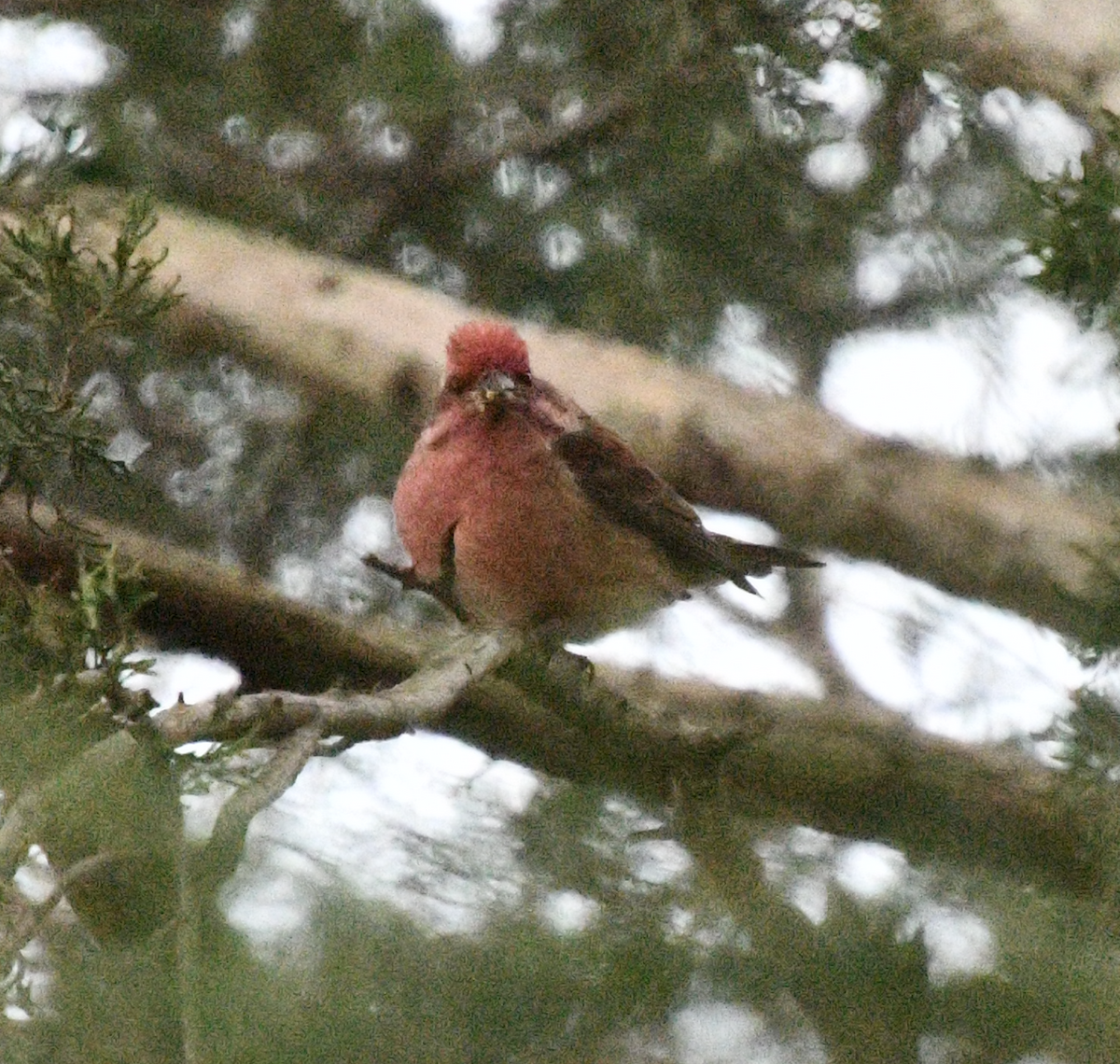 Пурпурная чечевица - ML645547104
