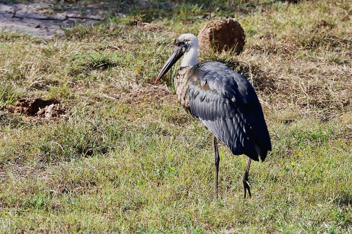 African Woolly-necked Stork - ML645547106