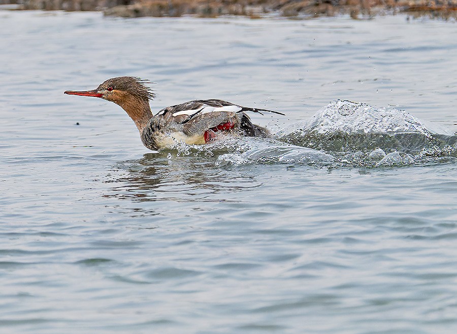Длинноносый крохаль - ML645547107