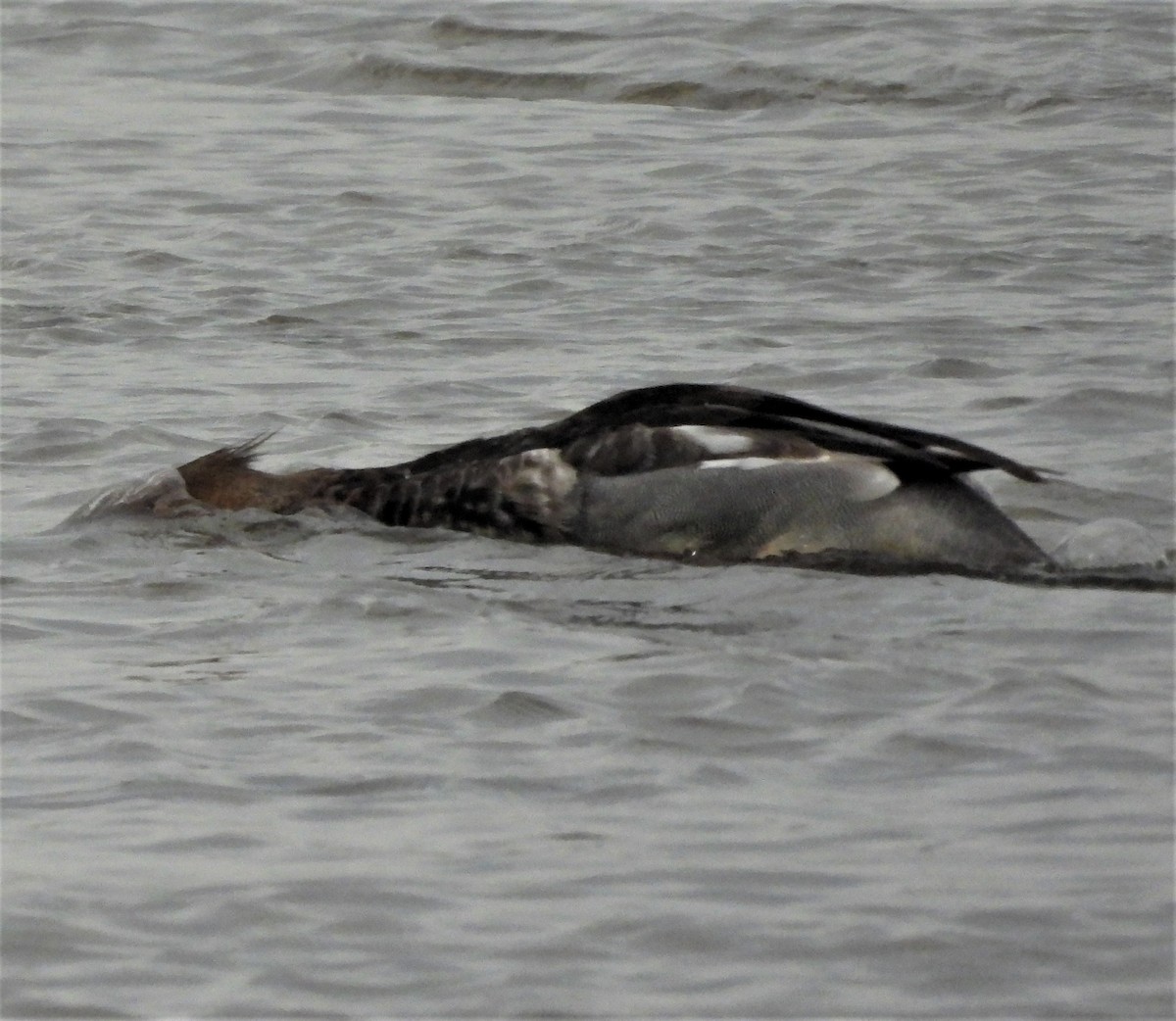 Длинноносый крохаль - ML645547108