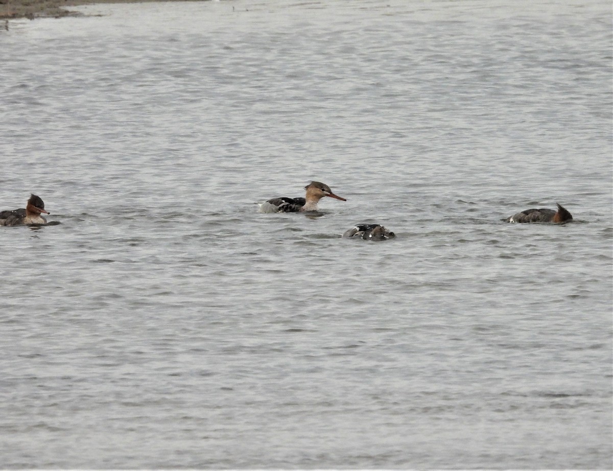 Длинноносый крохаль - ML645547109