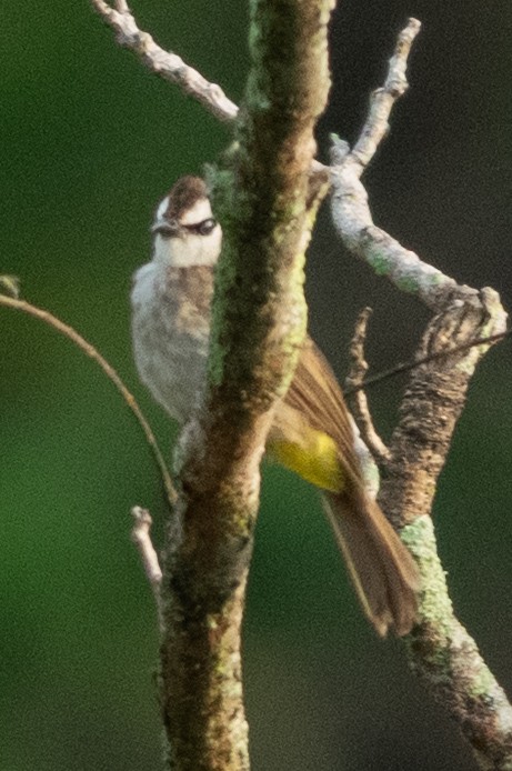 Белобровый бюльбюль - ML645547110