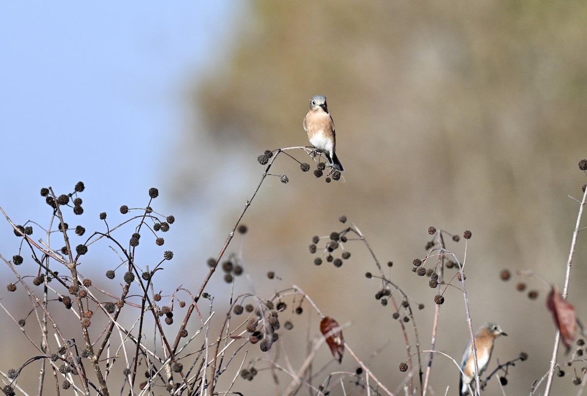 Восточная сиалия - ML645547118